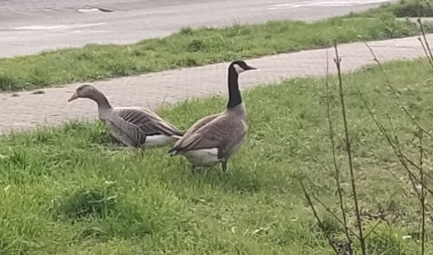 Wat een knap stel!