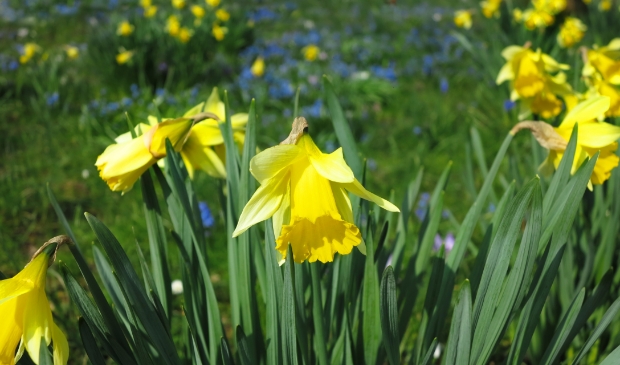 <p>Een lied voor lente, hoop en liefde</p>