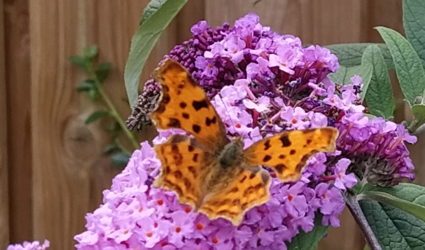 Bloementuin voor insecten en vlinders