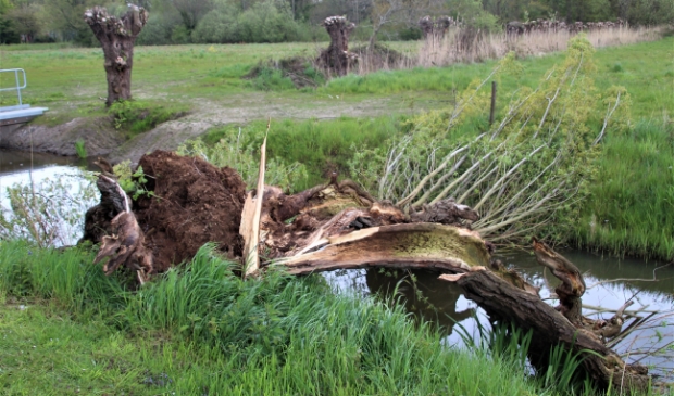 <p>De wilg geveld door de storm</p>