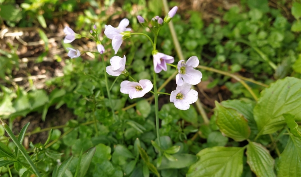 <p>De tere wit lila bloempjes van de pinksterbloem</p>