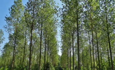 <p>Het Meierijse cultuurlandschap staat onder druk nu steeds meer populierenbossen verdwijnen. Plantacties moeten de teruggang van de populier stoppen. (Archieffoto Brabants Centrum).</p>