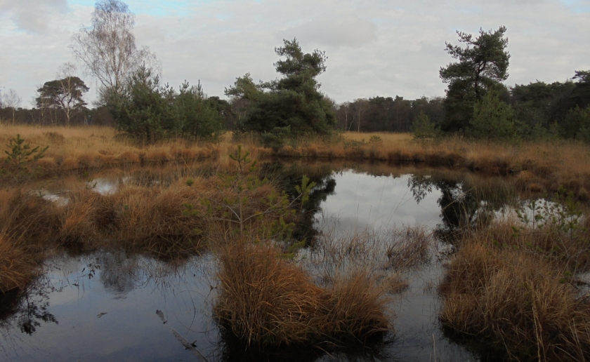 Frans zijn enthousiaste verhalen zullen beslist menige toehoorder aanmoedigen om (weer) een wandeling over de Kampina te maken. Foto: Ton Popelier