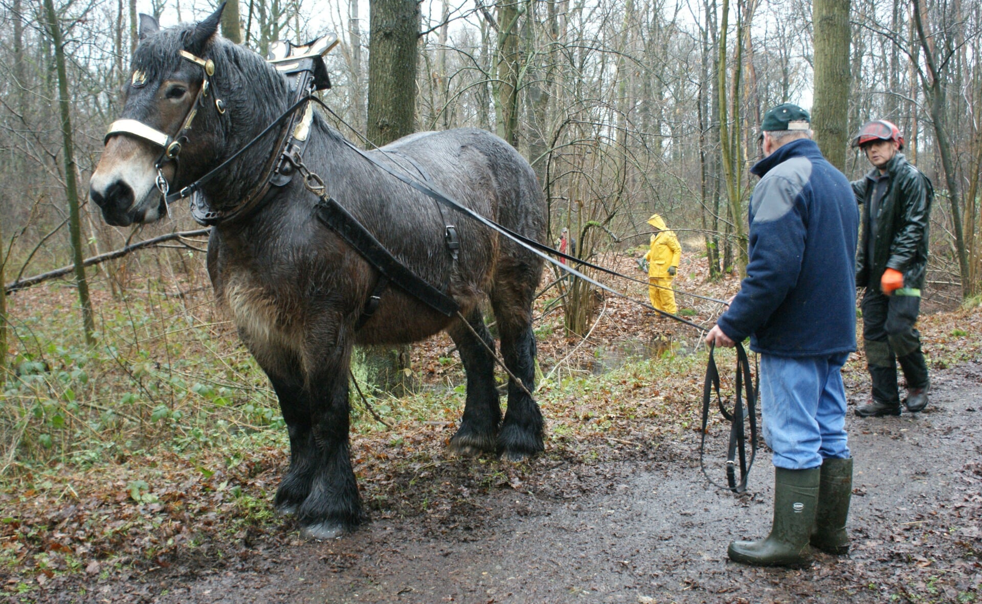 Victoria van de Klaverhoeve staat klaar om de eerste boomstam uit De Geelders te trekken. (Foto: Marc Cleutjens).