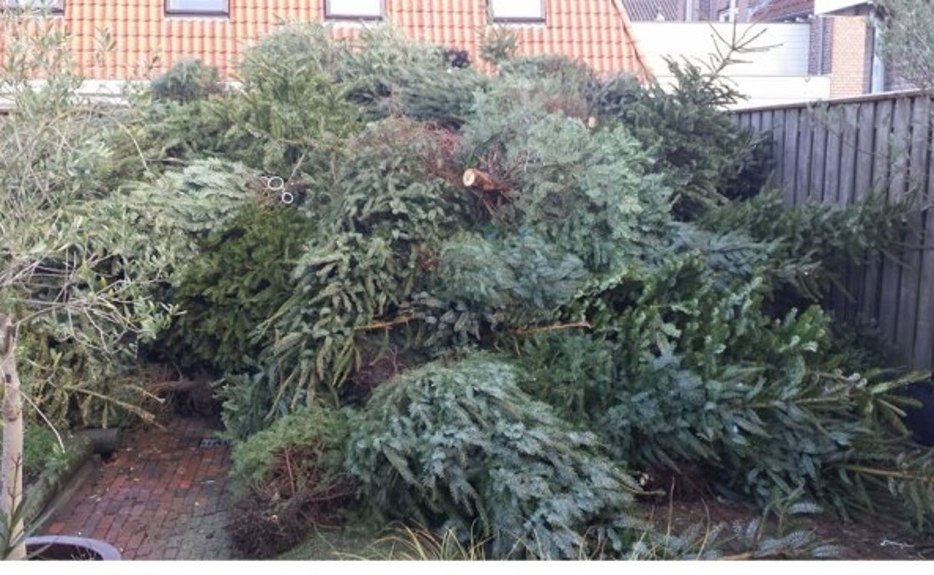 Taferelen als deze, met 261 kerstbomen in de achtertuin, zijn verleden tijd. (Archieffoto)