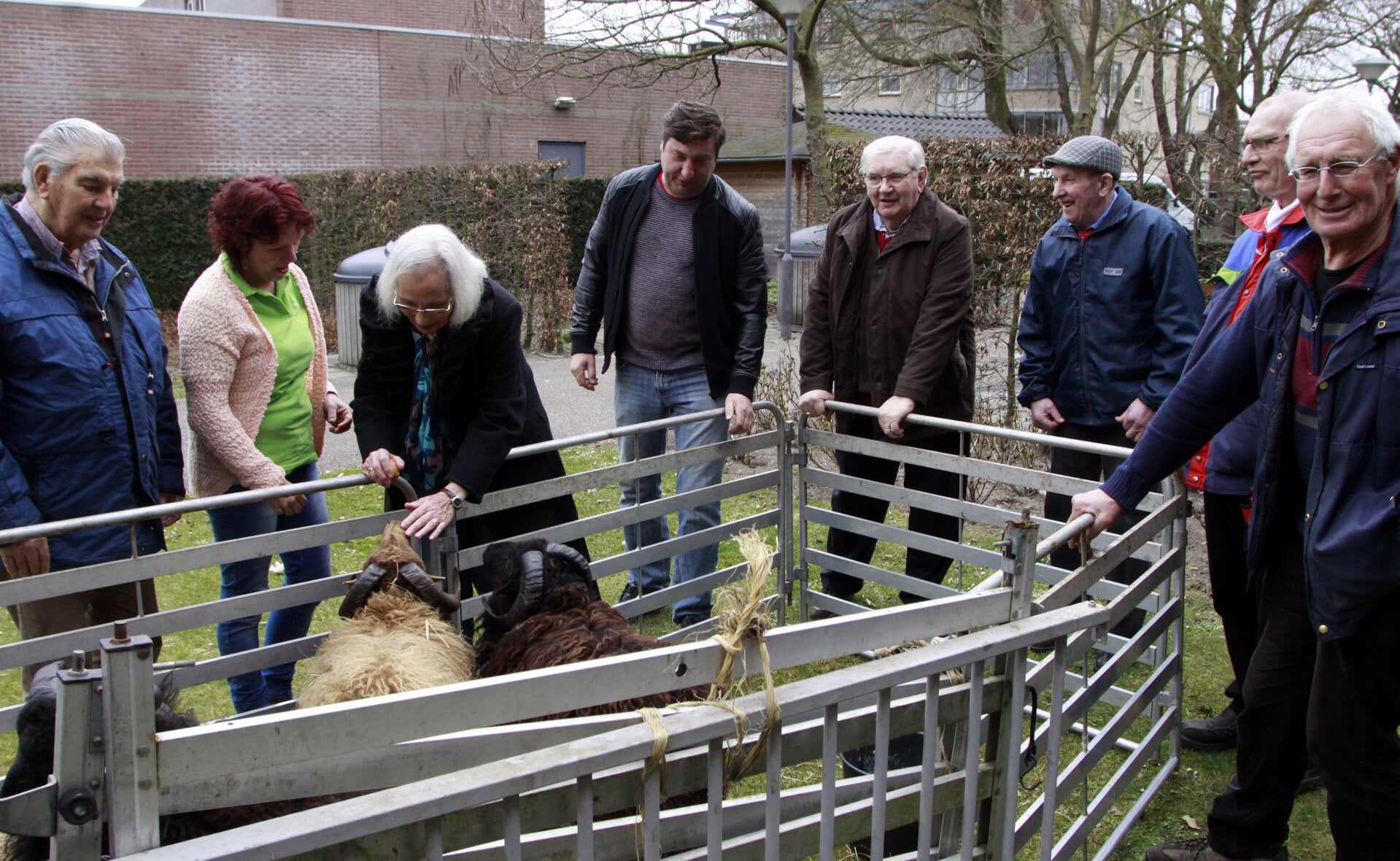 Bezoekers van de open dag van de Zorggroep Elde in Simeonshof te Boxtel konden buiten enkele schapen bekijken. De dieren waren afkomstig van zorgboerderij 't Binnenveld in Schijndel. (Foto: Gerard Schalkx).