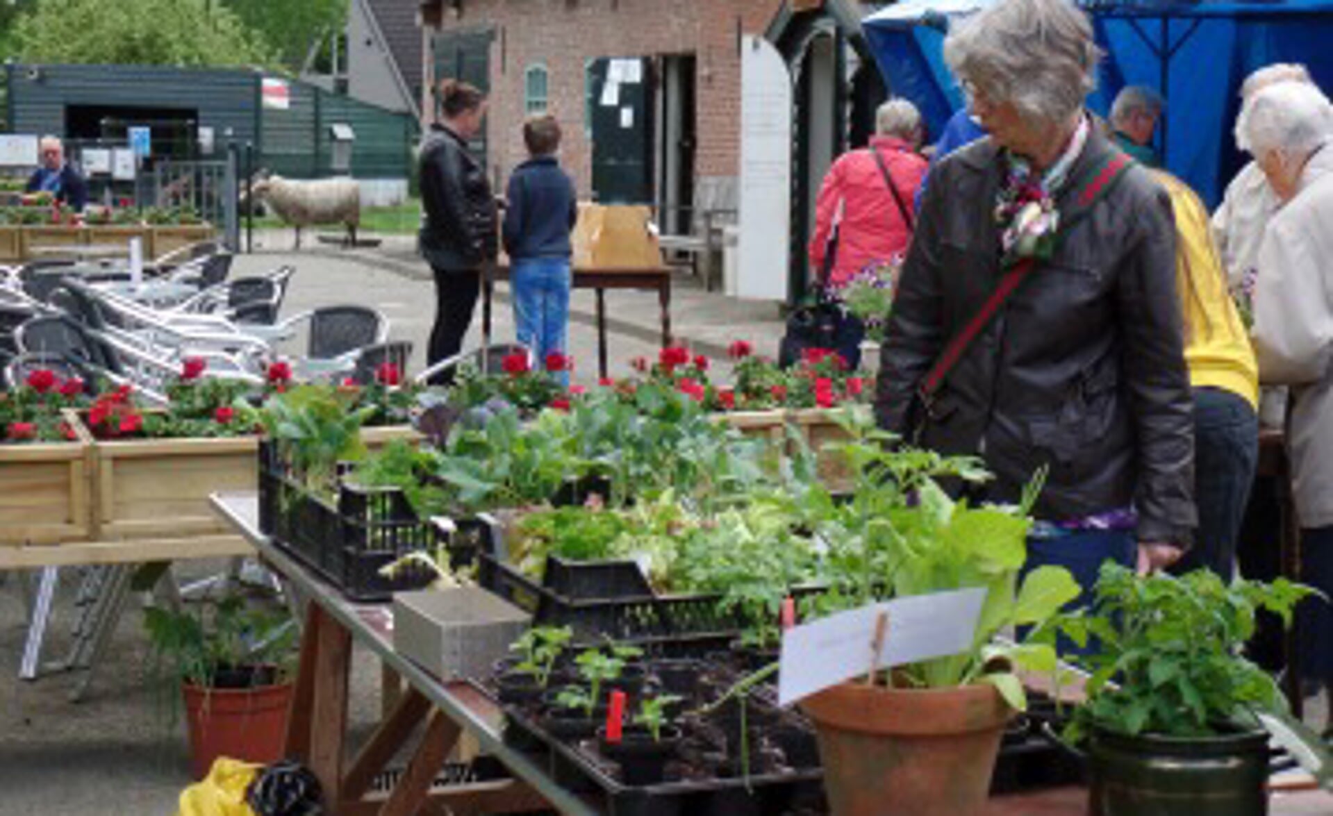 Jaarlijks wordt bij de Kinderboerderij aan het Apollopad een plantjesmarkt gehouden. (Foto's: Mariëlle Wijffelaars, 2014). 