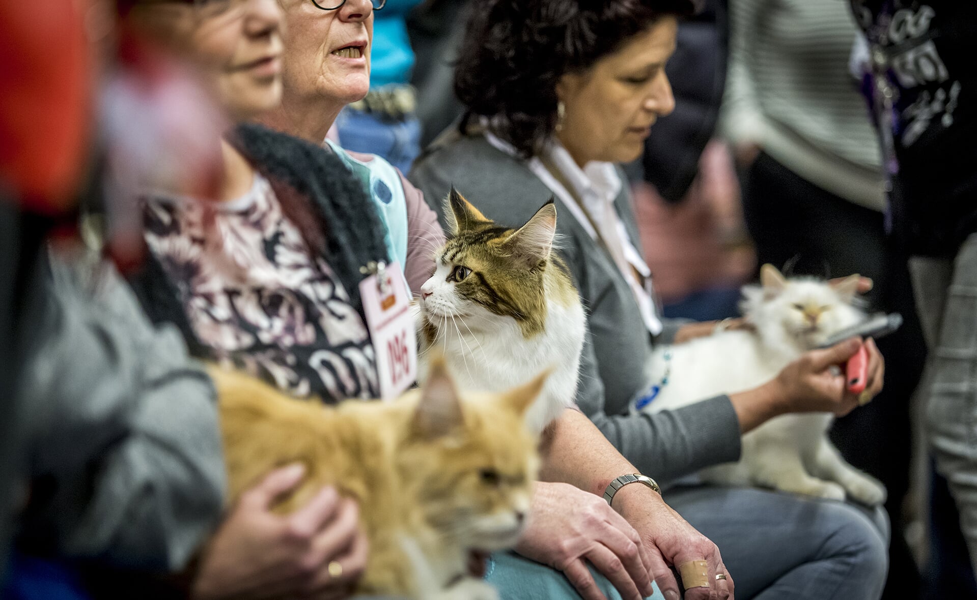 Vorig jaar vond al eens een kattententoonstelling plaats in De Braken. (Archieffoto: Peter de Koning).