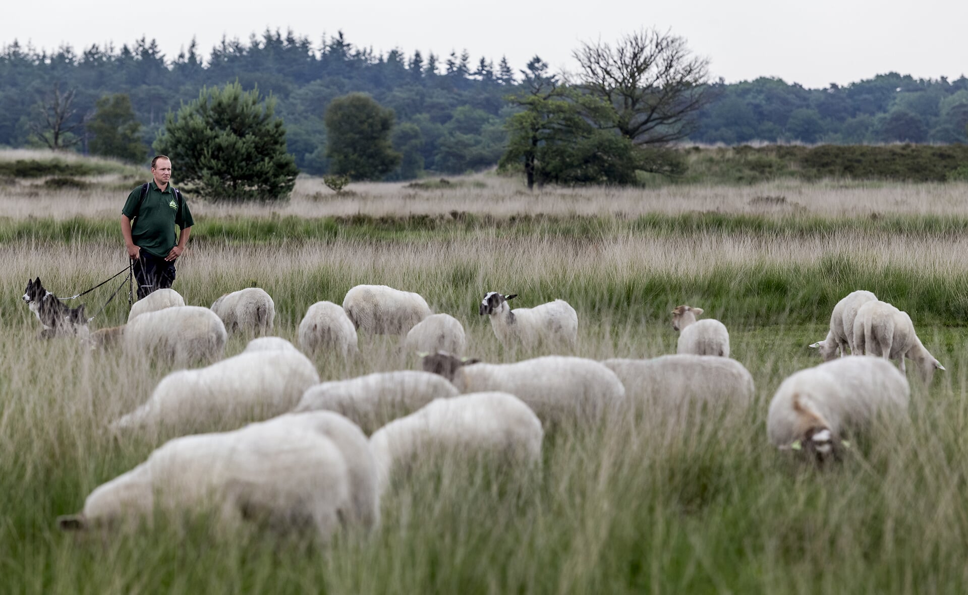 Herder Boris hoedt een schaapskudde in natuurgebied Kampina. Volg de route van de schapen via de speciale Facebookpagina 'Schaapskudde Kampina'. (Foto: Peter de Koning).