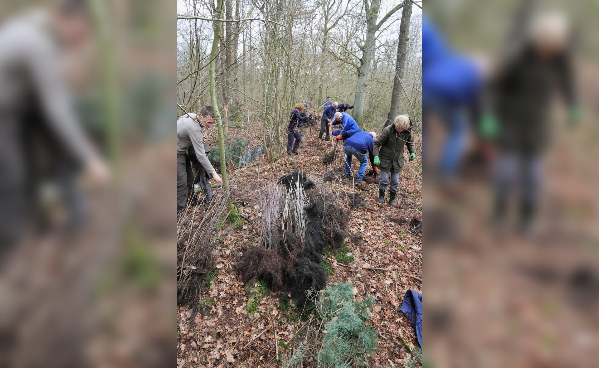 Maart 2015: vrijwilligers van SPPiLL en Natuurwerkgroep Liempde planten jonge bomen en struiken op een eeuwenoude grenswal in De Geelders. (Foto: Ruud van Nooijen). 