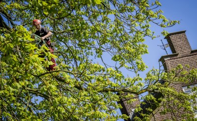 In april vorig jaar spanden medewerkers van Pius Floris Boomverzorging uit Vught extra staalkabels tussen de takken om de veiligheid van de zieke boom te verbeteren. De gemeente Boxtel heeft woensdag besloten dat de boom binnenkort wordt gekapt. (Foto: Peter de Koning).