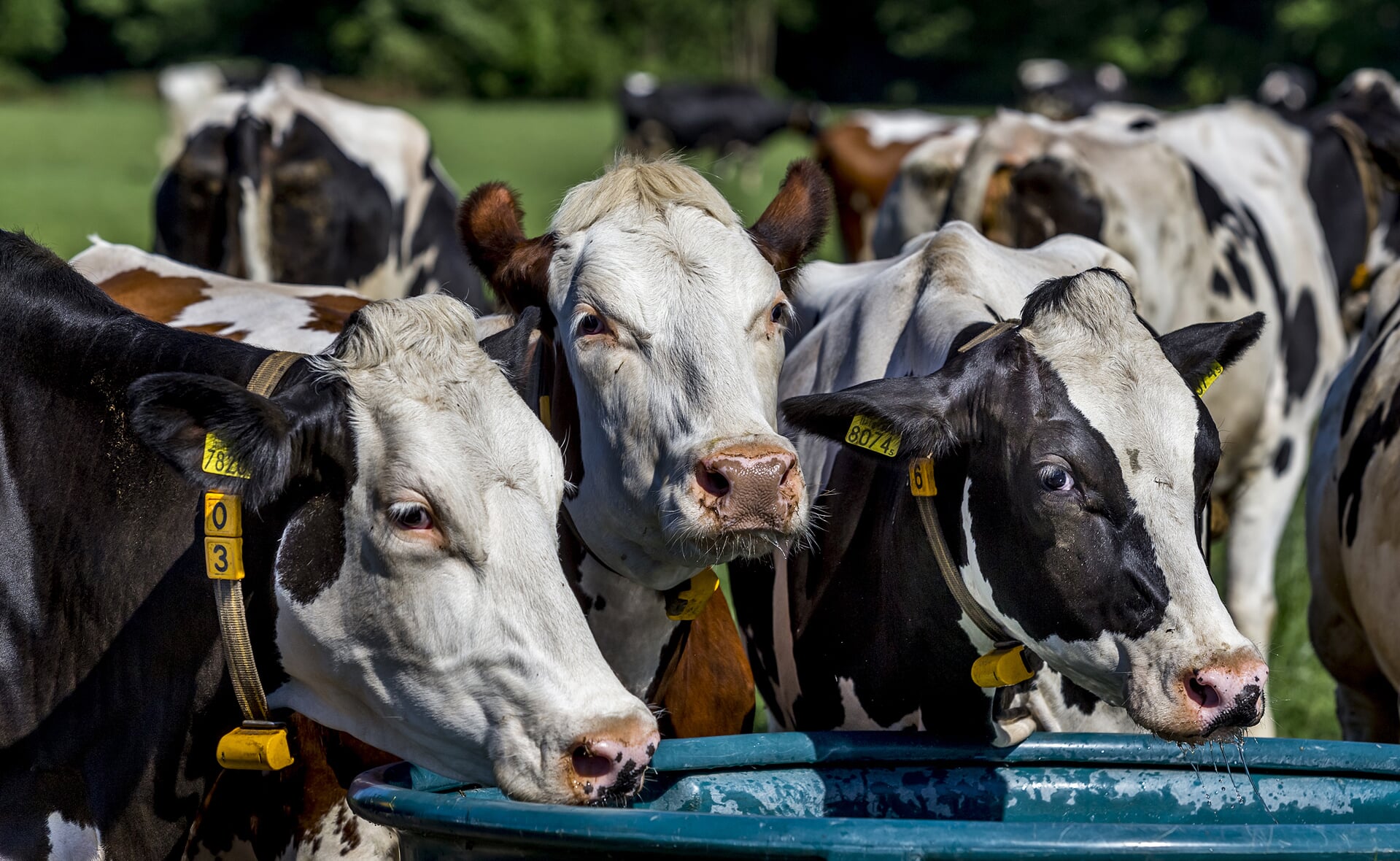 Een nieuwe stal voor meer koeien in Lennisheuvel komt er alsnog niet. Dat bepaalde de Raad van State vorige week.  