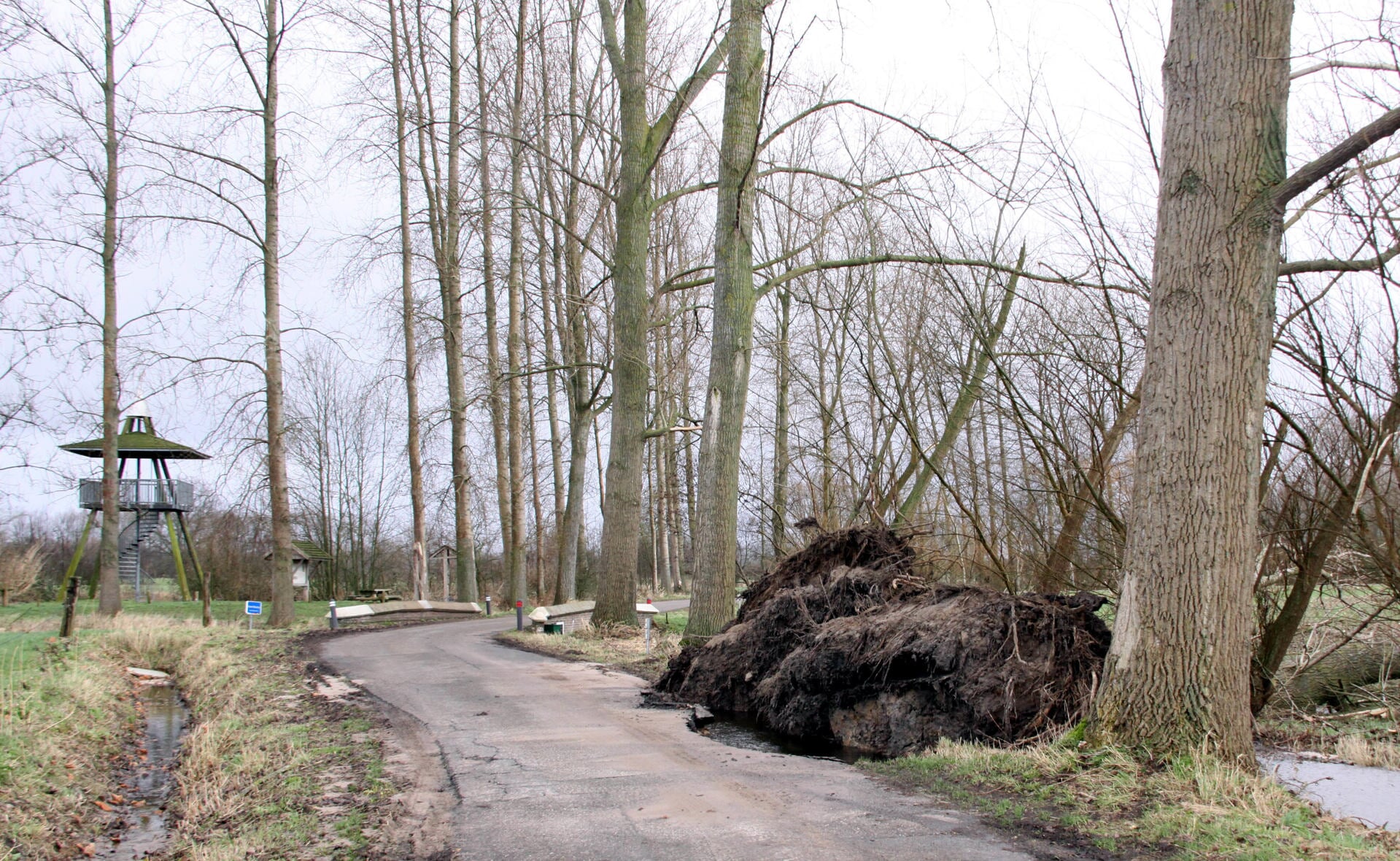De wind trok deze bomen aan de Meulekensweg bij de uitkijktoren net buiten Liempde met kluit en al uit de grond waardoor het wegdek is vernield.