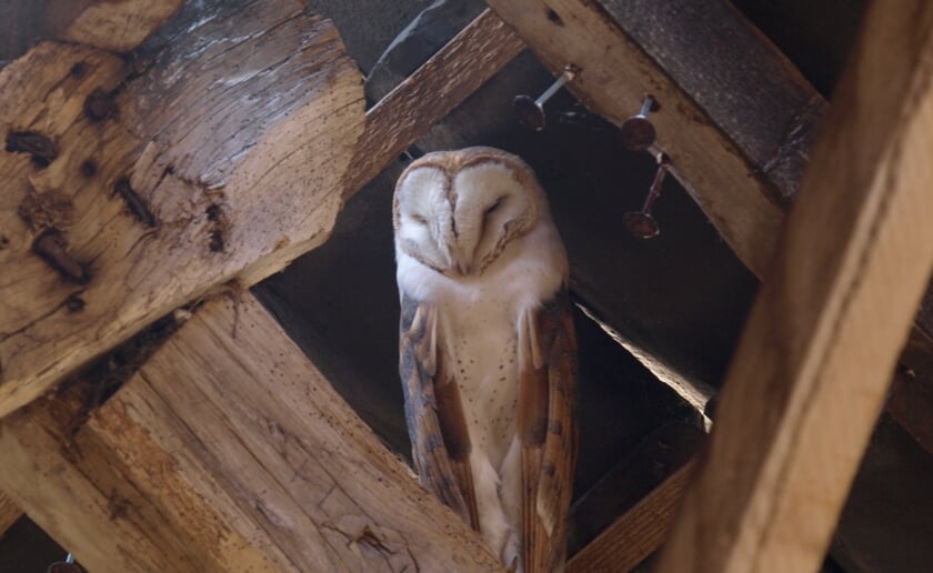 De uil staat voor wijsheid. Foto: Marco Renes