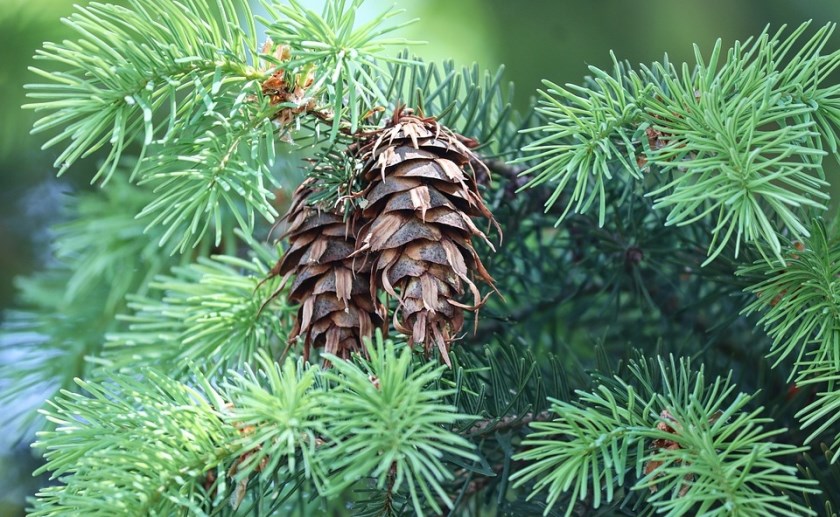 St. Willibrordus uit Esch heeft weer haar jaarlijks terugkerende kerstbomenverkoop.