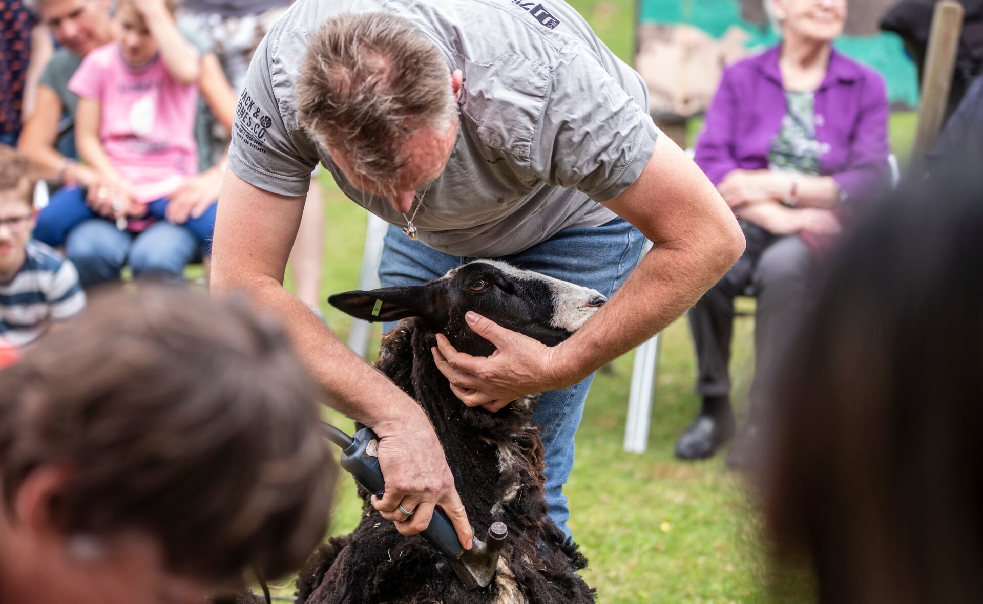 De schapenscheerder demonstreerde zijn vak op de Kinderboerderij aan het Apollopad.