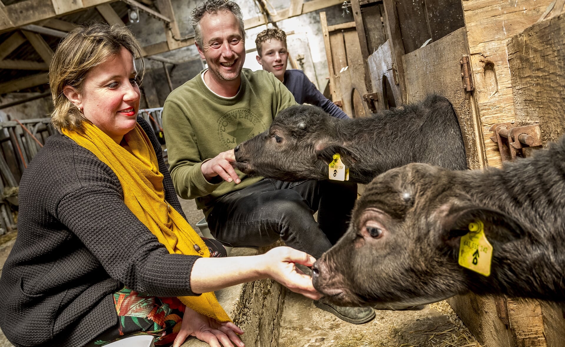 Eind 2018 verruilden Wendy en Frens van Oirschot hun melkkoeien voor waterbuffels.