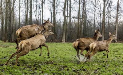 Dertien edelherten, inclusief deze op de foto, werden in maart 2017 losgelaten in natuurgebied De Scheeken om te zorgen voor meer biodiversitei. Inmiddels heeft de groep zich uitgebreid en zijn er diverse roedels. (Foto: Peter de Koning).