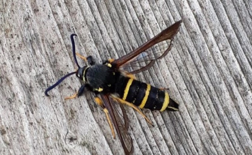 Natuurwerkgroep Liempde houdt deze week een lezing. Foto: Ton Popelier