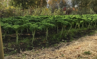 <p>Uit de Voedseltuin Boxtel is boerenkool gestolen.</p>