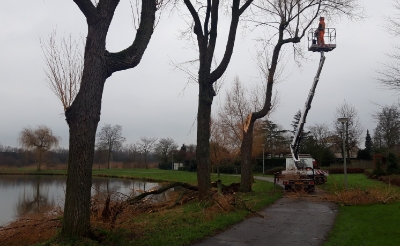 Bij de vijver Vorsenpoel brak een enorme tak uit een wilg. De boom bleek niet te redden en werd dinsdag gerooid. (Foto: Henk van Weert).