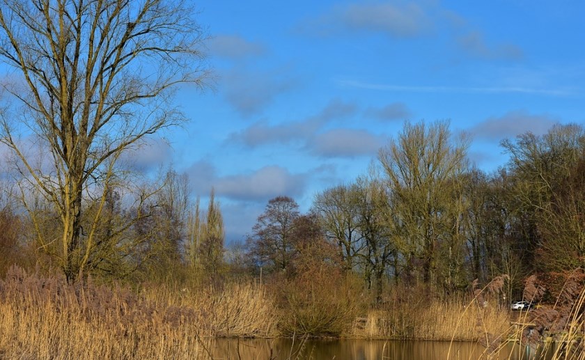 Een groot deel van de Brabantse bossen is eenzijdig.
