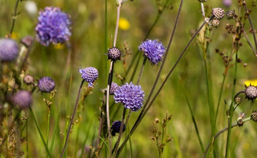Blauwgrasland met blauwe knoop.