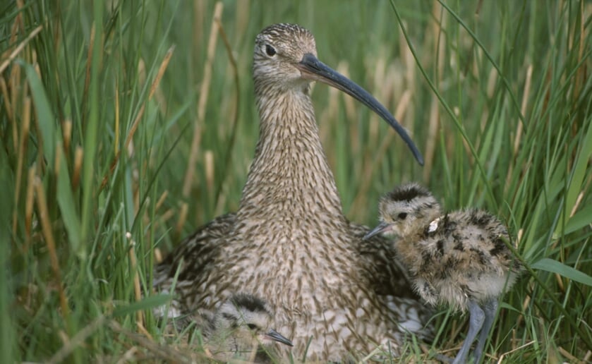 Blijf altijd op de paden, houd afstand en lijn de hond aan. Foto: Natuurmonumenten