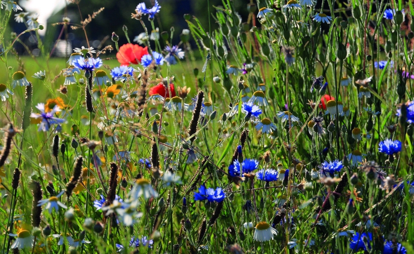 Wat kan je zelf doen om die biodiversiteit te bevorderen? Een hele hoop!
