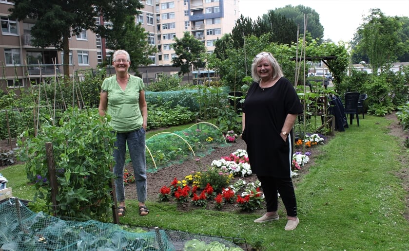 Tussen de flatgebouwen op Hoogheem ligt een keurig onderhouden moestuin die ook dient als ontmoetingsplek. Foto: Wendy van Lijssel