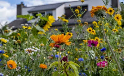 q De bloemenweitjes in Boxtel trekken insecten aan en zijn mooi om te zien, zoals hier in een plantsoen aan de Robert Schumanlaan in de wijk Oost. (Foto: Peter de Koning).