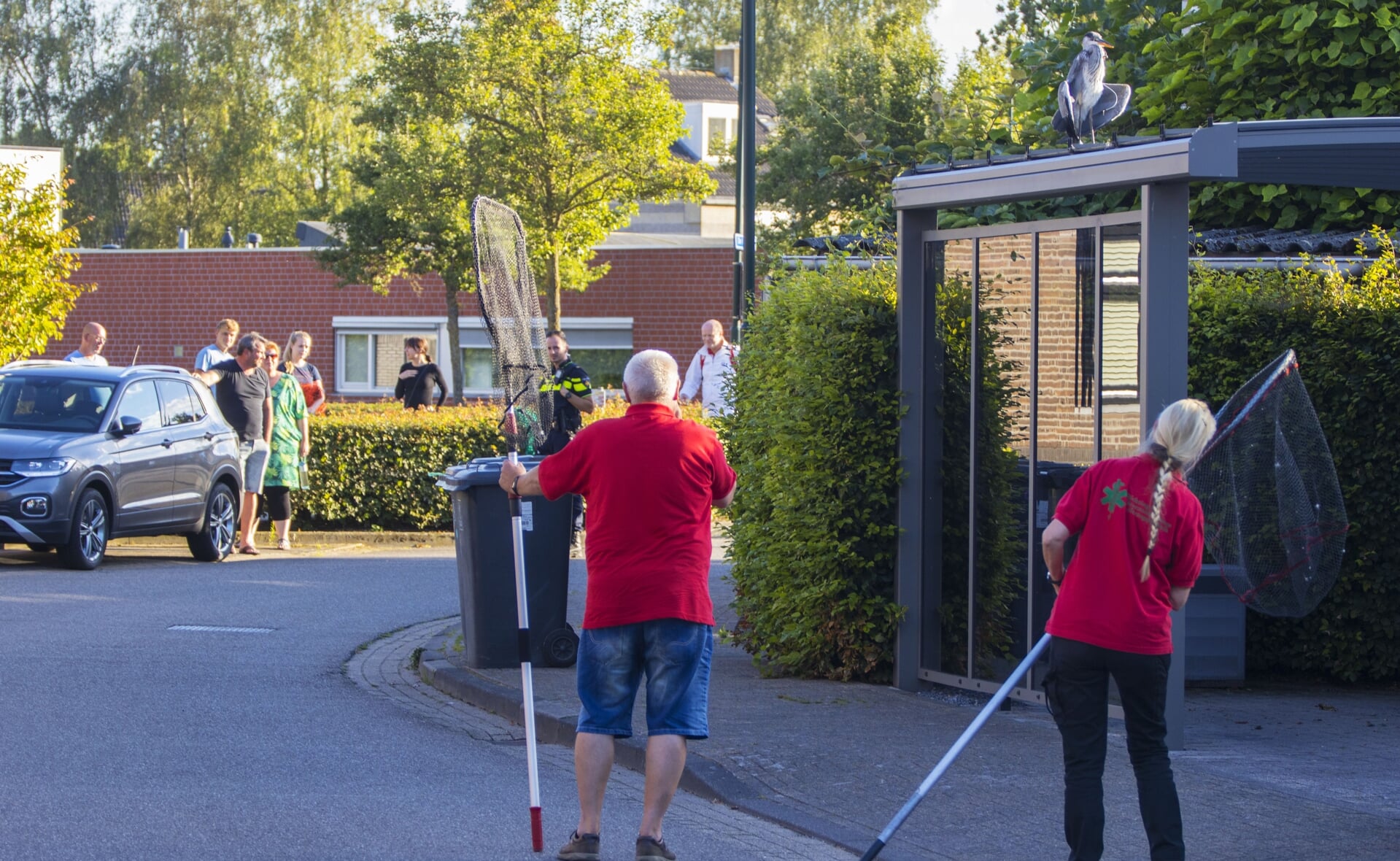 Met vereende krachten werden diverse pogingen gewaagd om de reiger te vangen. Dat had echter geen effect. (Foto: Sander van Gils).