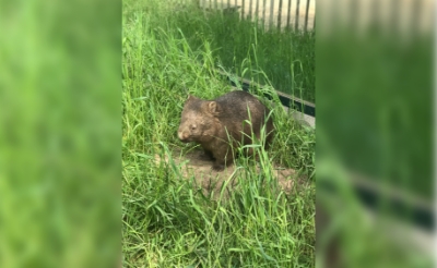 Jos en Marian Nooren uit Lennisheuvel runnen dierenpark BestZOO. Zij kregen het voor elkaar om als eerste dierentuin in Nederland wombats over te laten komen vanuit Australië. (Foto: eigen collectie).
