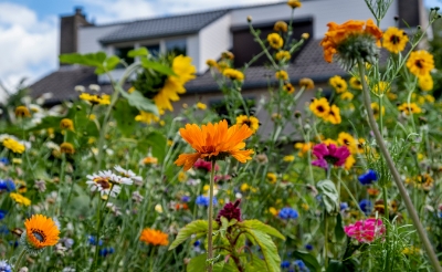 <p>Bloeiende wilde bloemen aan de Robert Schumanlaan. </p>