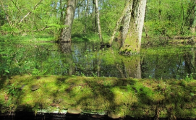 Het oude dal bij de Beeksche Waterloop behoort tot de zeldzame locaties waar nog leembossen te vinden zijn.