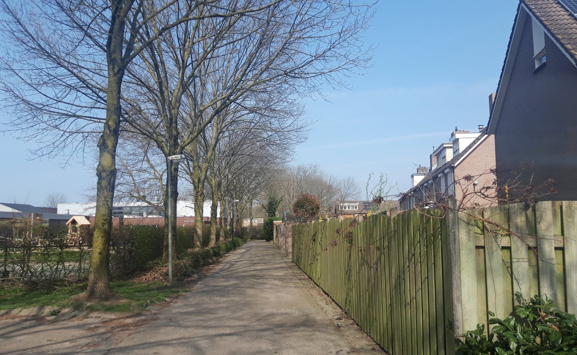 Bewoners van De Blauwverver zijn de grote bomen langs het pad achter hun woningen spuugzat. Links het schoolplein van basisschool De Beemden. (Foto: Henk van Weert).