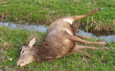<p>Wandelaars troffen dit dode hert aan in De Scheeken. Het dier is met een kogelgeweer geschoten. (Foto: Politie Best- Oirschot).</p>