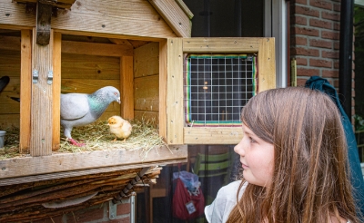 <p> Daags nadat haar duiven Armando en Sara een kippenei hadden uitgebroed, toonde Fien Bleumink het kuiken Mosterd eind juni aan de fotograaf van deze krant. Inmiddels is Mosterd al flink gegroeid. </p>