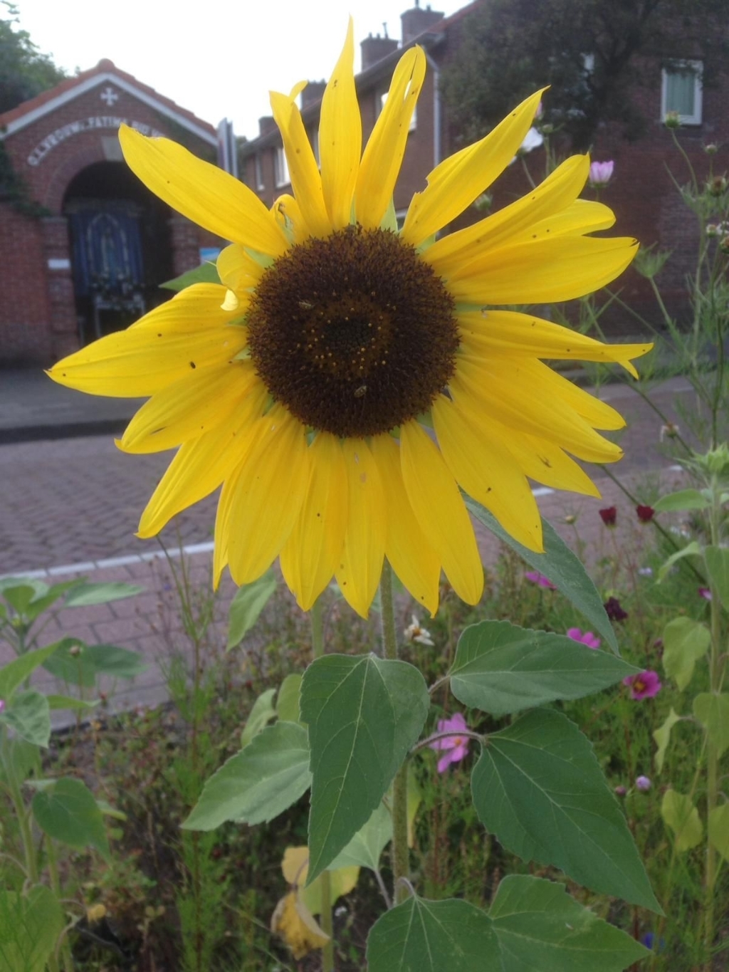 <p>Minituintje met zonnebloem aan het Ossenpad.</p>