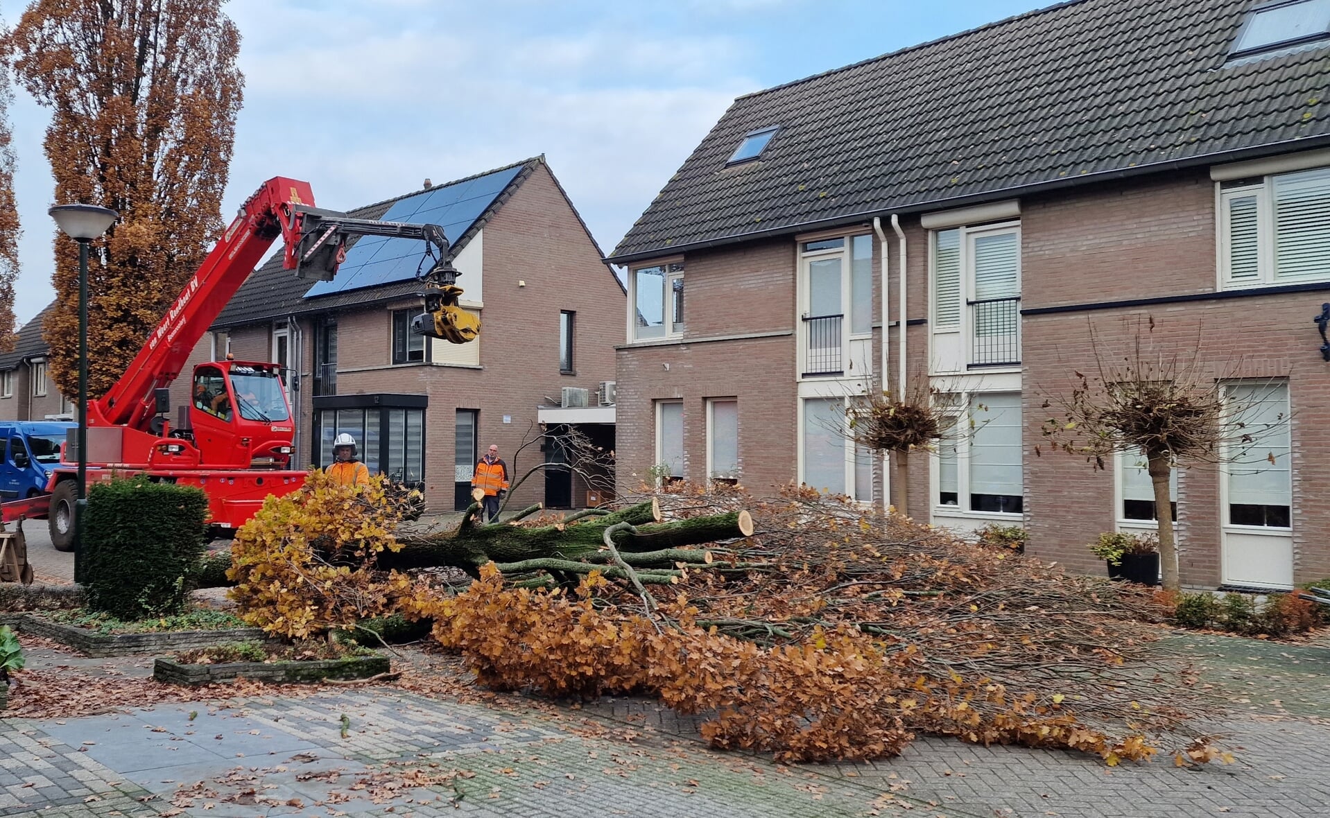 Liempdse bomen in wijk Den Berg worden gekapt, onder meer in de Krollerbocht. 