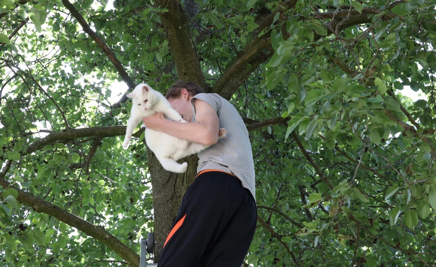 Via een brandweerladder wist het baasje van Witje zijn kat uit de boom in de Elzengaard te halen.
