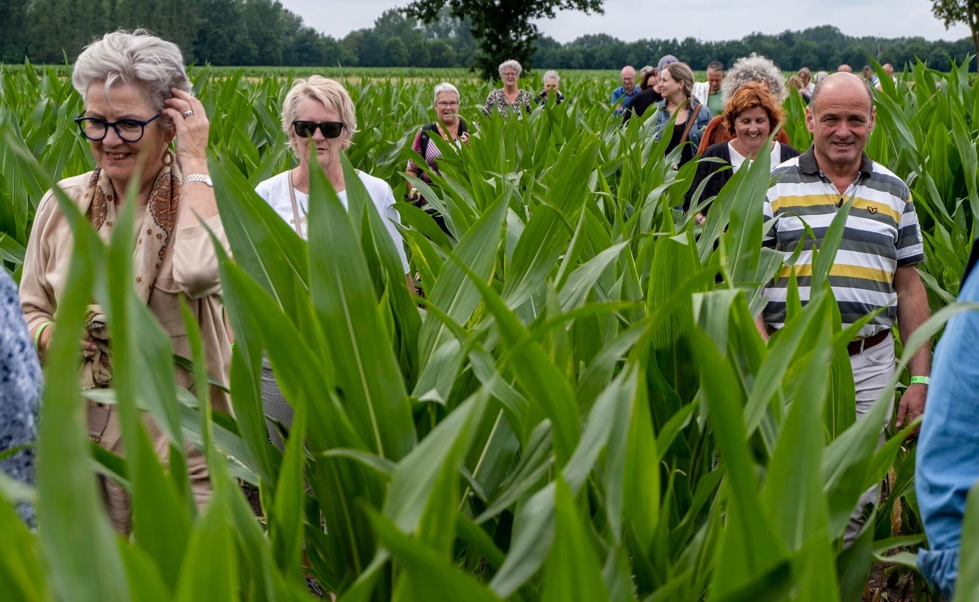 Bezoekers aan Live in Liempde gaan door een maisveld op weg naar een volgende locatie.