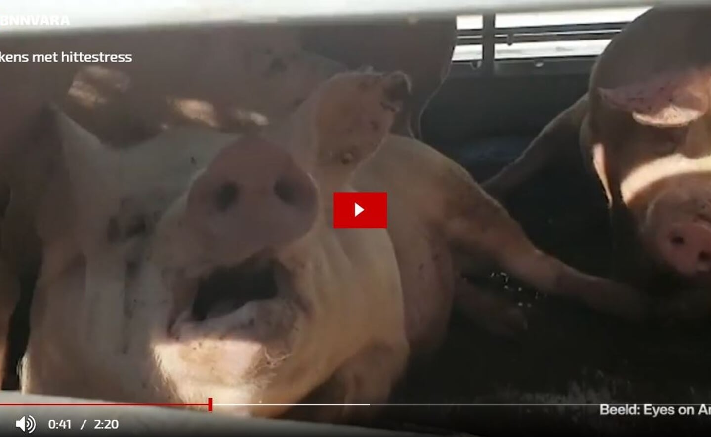 Still uit de video die dierenwelzijnsorganisatie Eyes on Animals woensdag 10 augustus 2022 maakte bij een stilstaande varkenswagen op de Ladonkseweg in Boxtel.