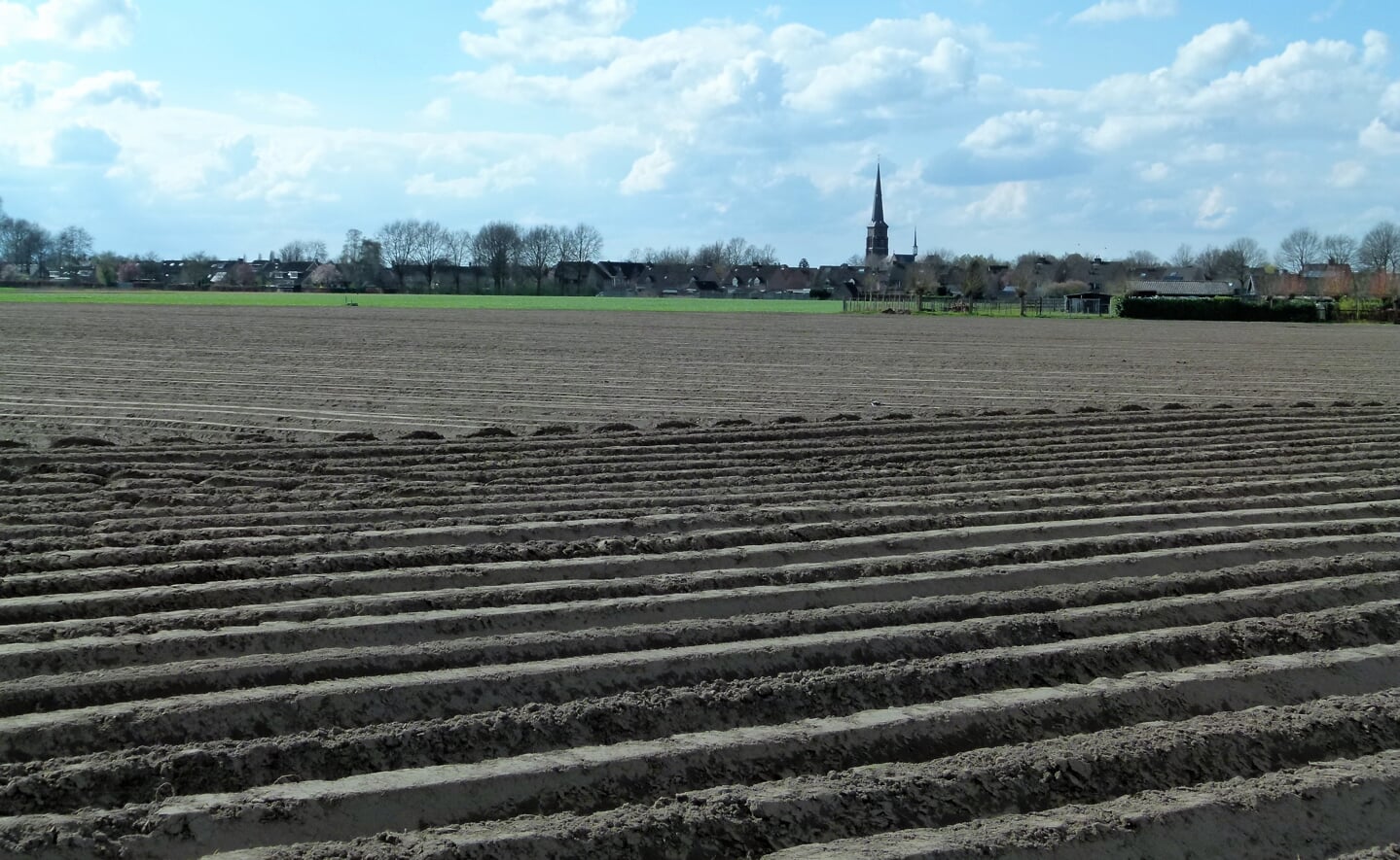 Grootschalige aardappelteelt op de Hezelaarse Akkers bij Liempde.