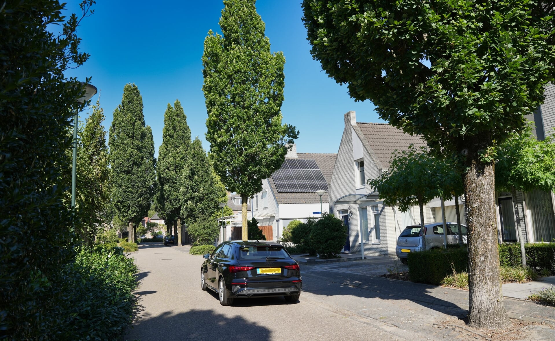 Wortelopdruk en dood hout zijn de hoofdredenen voor de gemeente Boxtel om 57 bomen te koppen in drie Liempdse straten.