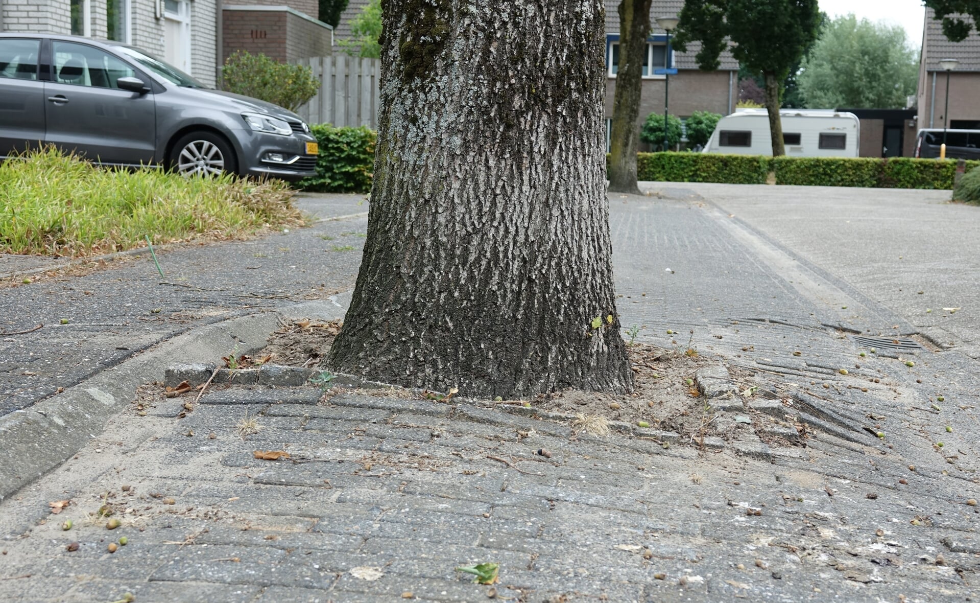 Wortelopdruk en dood hout zijn de hoofdredenen voor de gemeente Boxtel om 57 bomen te koppen in vier Liempdse straten, Krollerbocht, Schietberg, Draaiboom en Heidonk.
