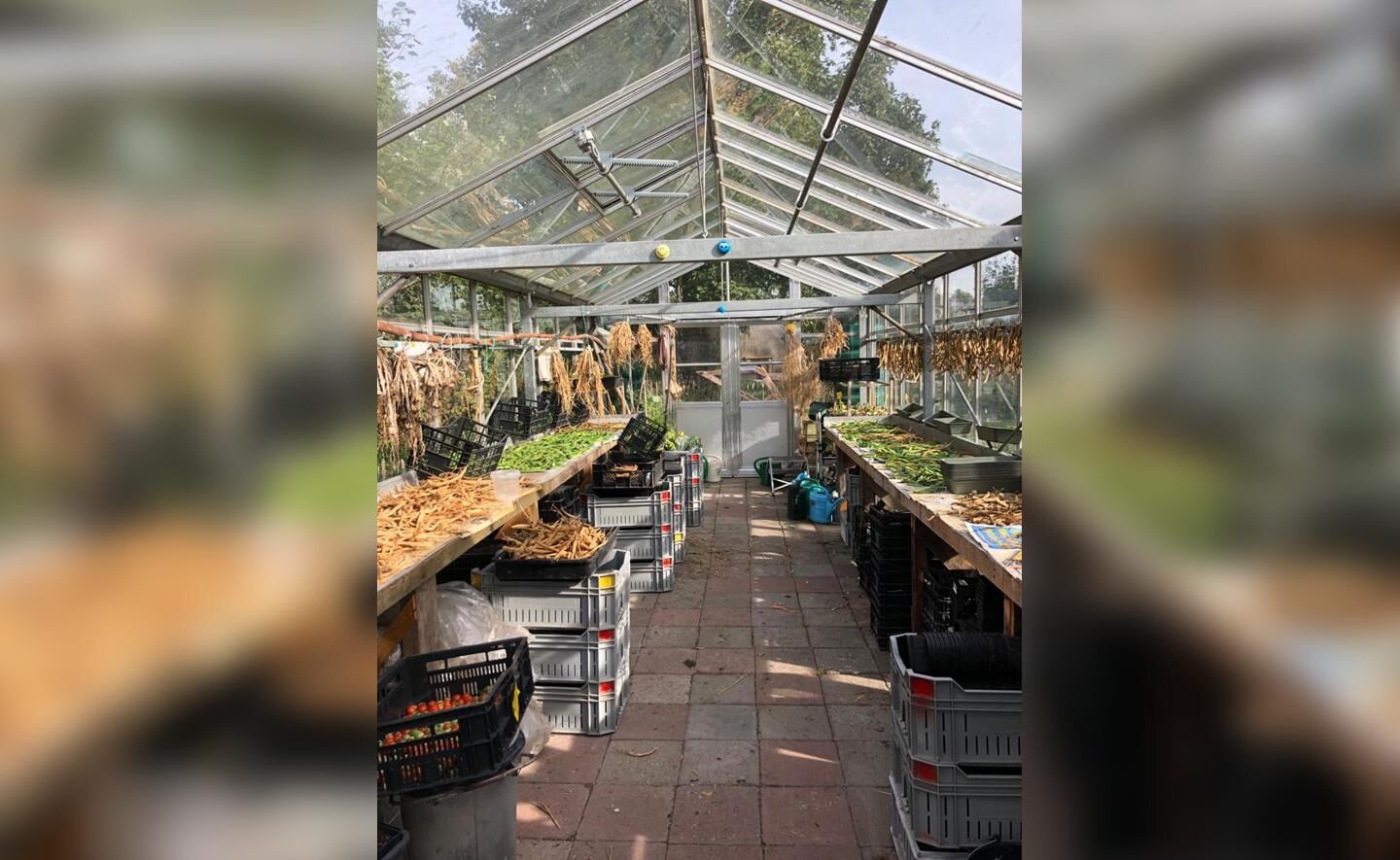 In de kas van de Voedseltuin worden ook de bonen gedroogd en gedopt.