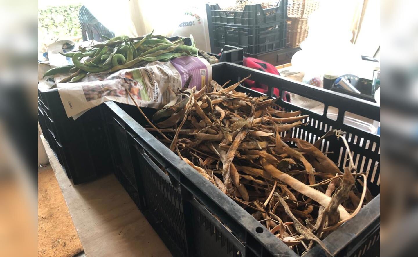 In de kas van de Voedseltuin worden ook de bonen gedroogd en gedopt.