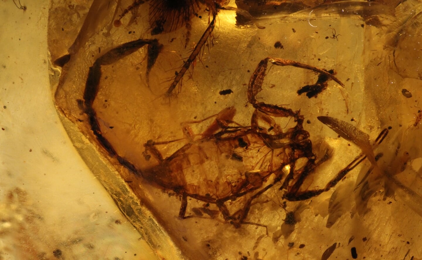 Fossiele resten van een schorpioen, geconserveerd in barnsteen. Deze Cretaceousbuthus fraaijeorum, vernoemd naar de Boxtelse familie Fraaije, wordt voor het eerst tentoongesteld. 