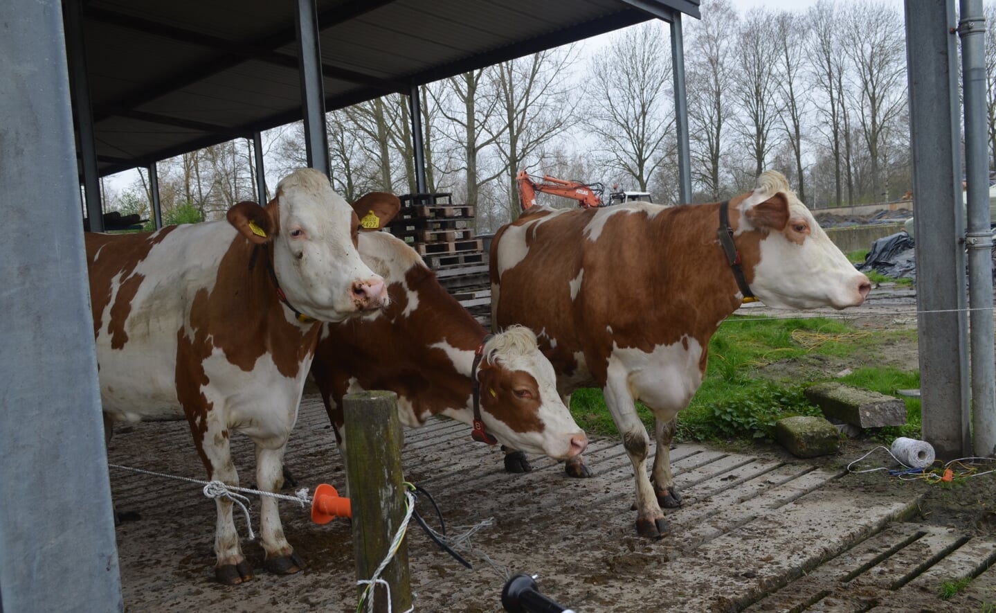 De koeien van boerderij 't Dommeltje mochten zaterdag weer voor het eerst de wei in na de winter. De vrolijk dartelende beesten konden op veel publiek rekenen. 